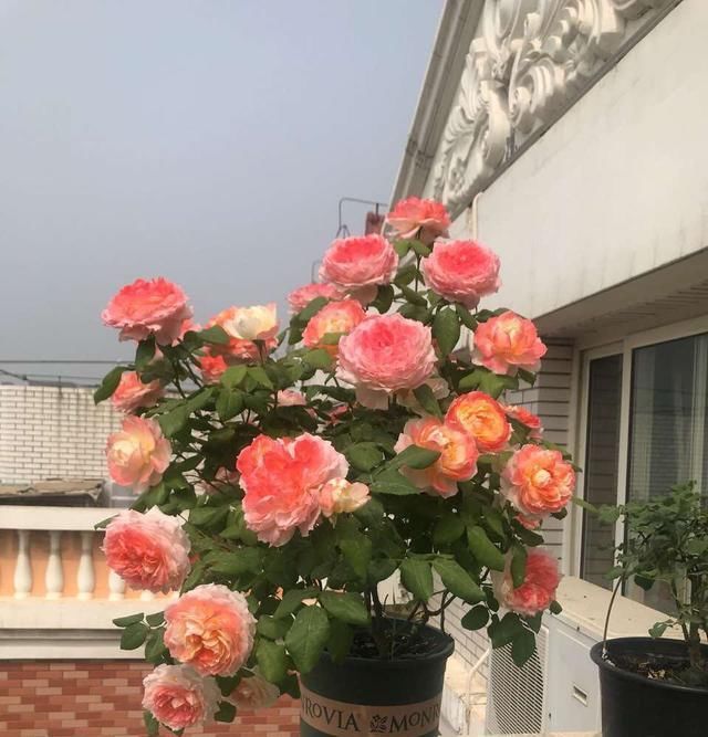 【詹森的花】此种观赏花卉,一树多色花,全年花开不停,种植容易,盆栽也可以