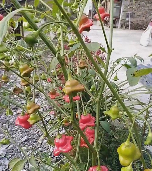 一棵非常罕见的辣椒 相信很多人都没见过！