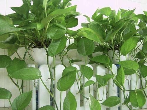 「花盆里」不用买“缓释肥”,捡“3种料”发酵,养绿萝,70天疯长爆盆!