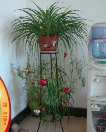 『卫生』有“3种”植物吸油烟,厨房养1盆,不仅长得旺盛,环境还更卫生!