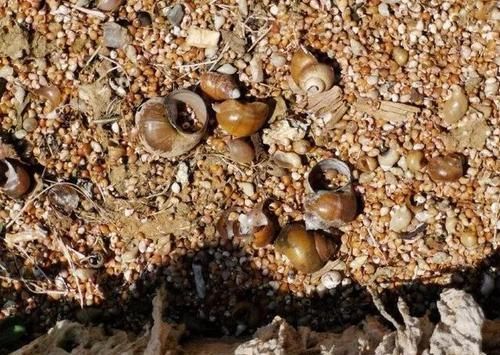  #女作家#云南女作家呼吁对福寿螺“宣战”