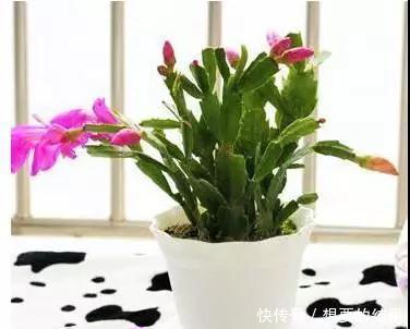 还要■比香水还要香的9种花, 养在阳台上, 满屋子都飘香!
