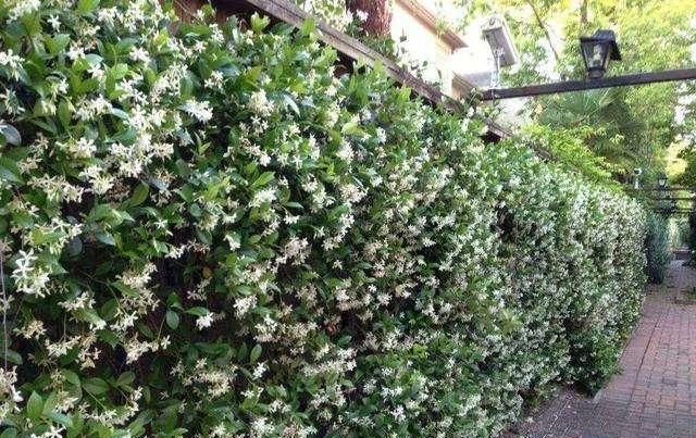 牡丹■别看着眼馋,这些大型花,没有一个院子,买了也白花钱