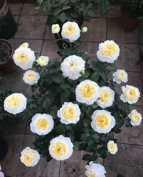  『繁星』这款盆栽，花量大花期长，似天空繁星，花朵倾泻而下，别致的美！