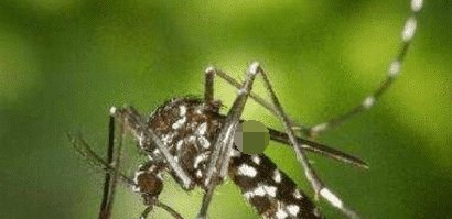  「时间」花蚊子在我国出现时间并不长，但人们白天已无法乘凉，