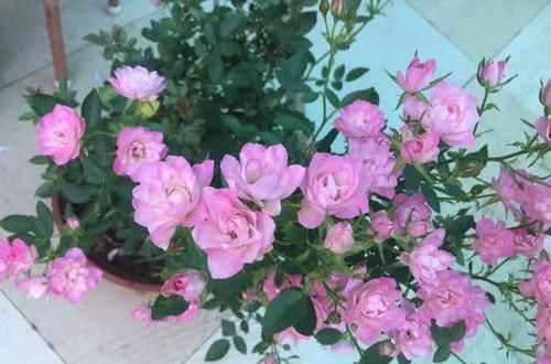 养盆■阳台养盆这个“花”，多晒太阳，浇浇水，一年到头都开花，值得养