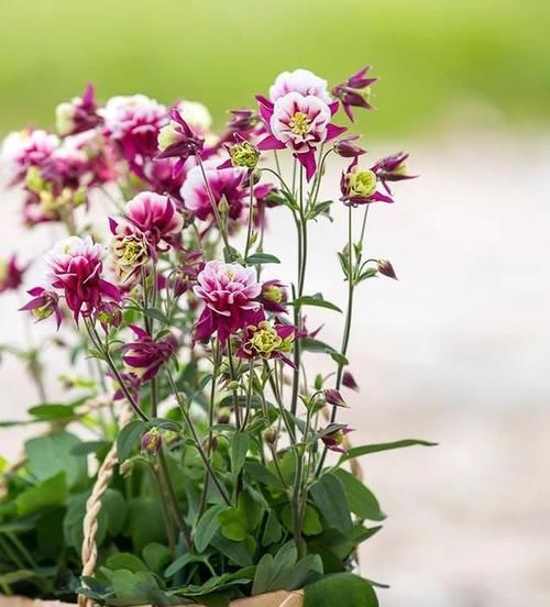  『耧斗菜』4种花别着急买，种下不开花，买来就是浪费钱