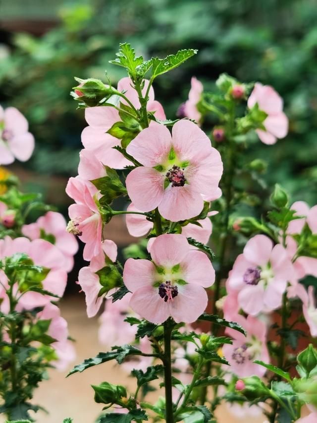  「开花越多」3种花，夏天一到就开爆，盆盆开花上千朵