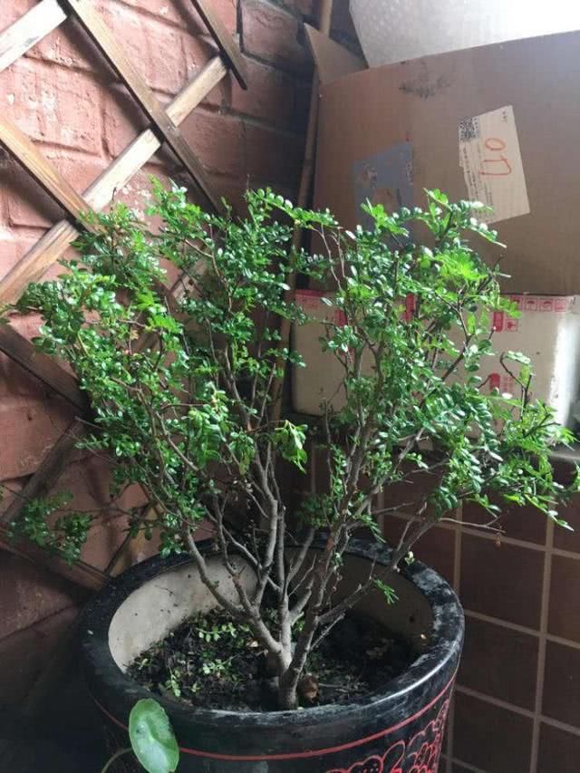  『品味』养了3种盆景树，品味高好打理，开花飘香沁人心脾