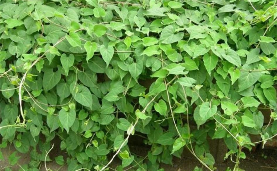  【不料】山林有1“白人参”，花朵不美还小，路人不理会，不料药商当宝！