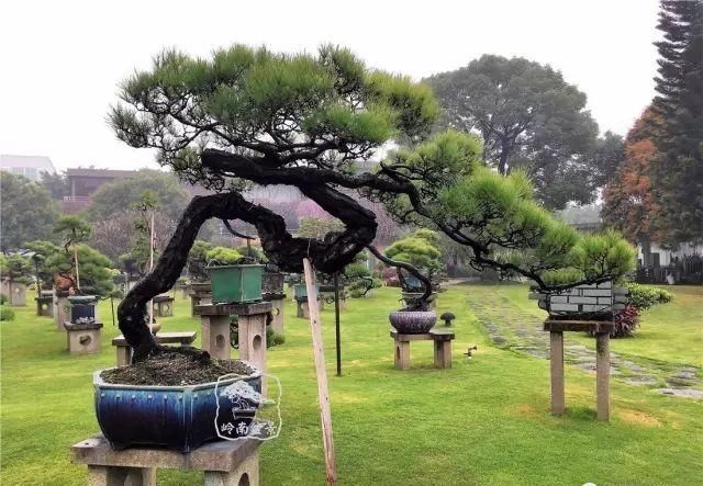 盆景大师都爱玩，山松会否成为下一个热点？