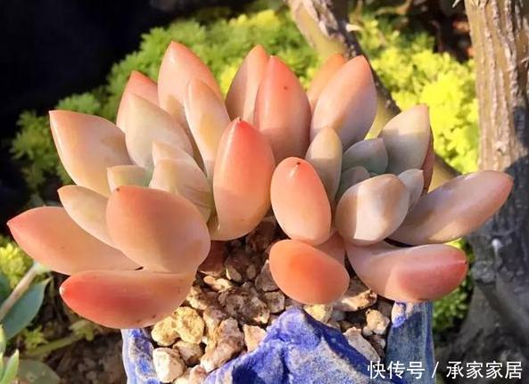 『解决』多肉养殖小知识:刚买的多肉''褪色''?只需做到2点就轻松解决