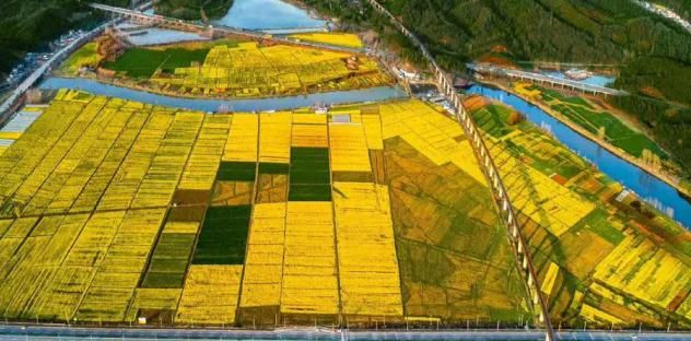  【红叶李】这6种植物，一到春天满树繁花，路过花瓣都能落头上！