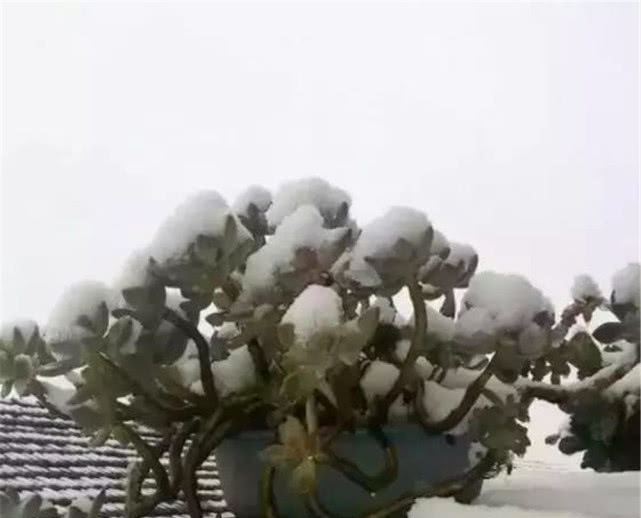 #种多肉植物#多年前,这种“多肉”在农村“成灾”,皮实爆盆快,是麻雀的最爱