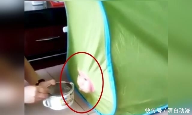 「奇葩」孩子不爱吃饭,妈妈这样做,网友直呼太奇葩