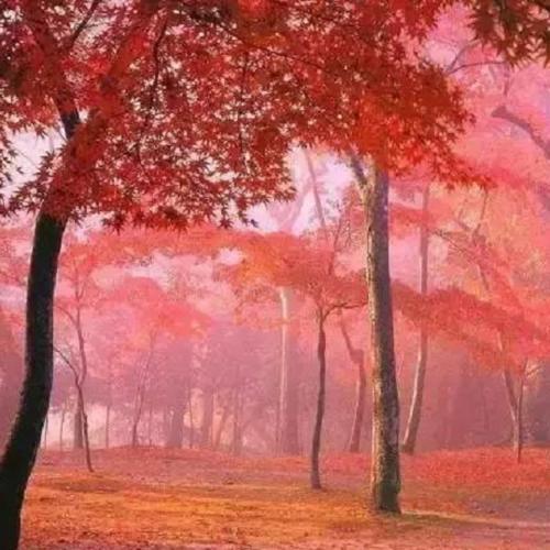 四川又发掘一个“稻城亚丁”,比九寨沟更美,重点是还未商业化