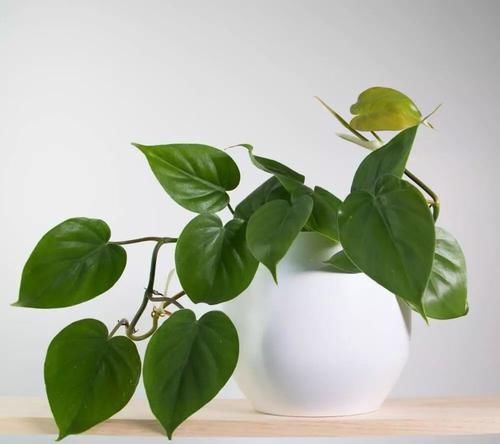  『精致』极其耐阴的几种观赏植物，养成桌面上的精致盆栽