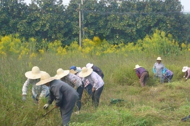  『名字』它是观赏植物，今成了“霸王花”，对环境有危害，遇到要铲除