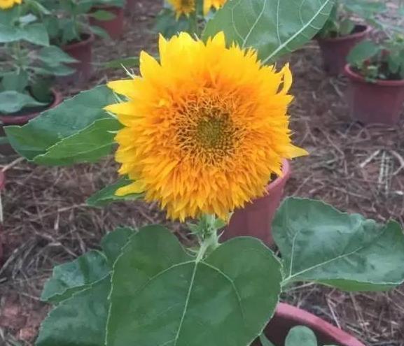  [品种]养植物就选此5款，品种不寻常，养护却倍加省心，观赏价值高