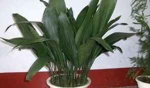  【豆瓣绿】观叶植物养一盆，叶子比花朵还好看，你们家里养了那些？