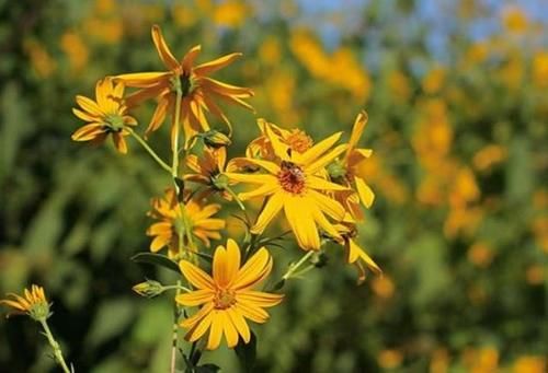  「人称」农村野生“向日葵”，人称“鬼子姜”，你有没有吃过？