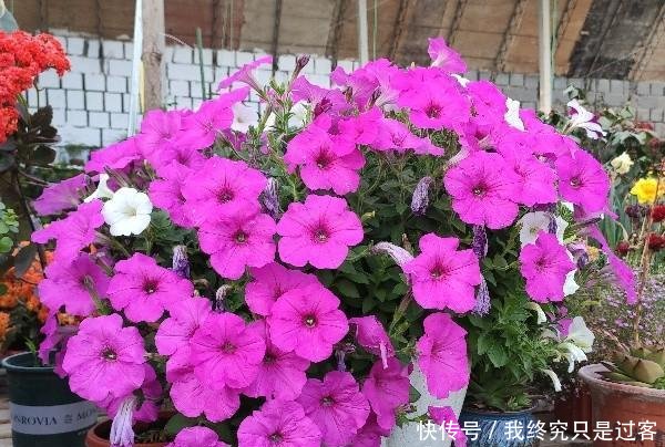  『轻松』家庭养矮牵牛的小技巧，简单一打理，轻松养爆盆，开出大花球
