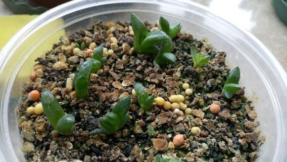  [花钱]养君子兰用个窍门，不花钱也能种出十盆绿油油、开花多的君子兰