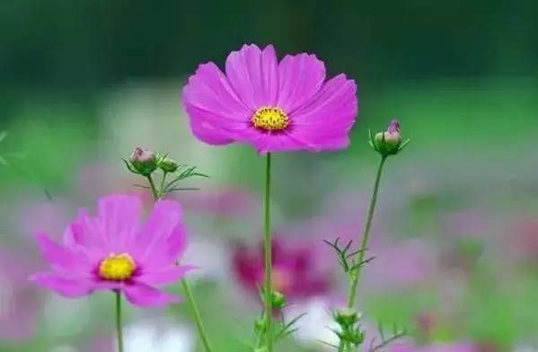 前方花海高能，这些花儿你能认出几种？