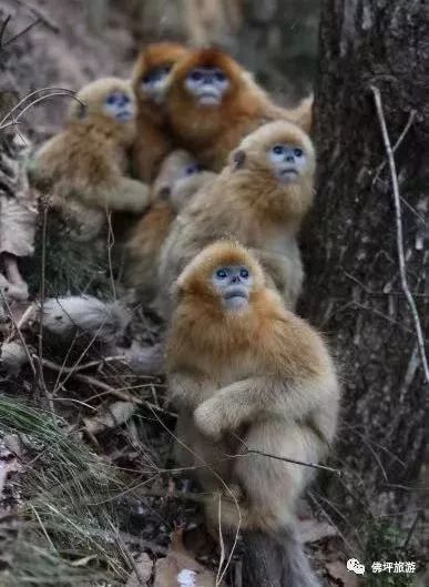 太冷啦！汉中这些小可爱在雪中抱团取暖，萌萌哒~