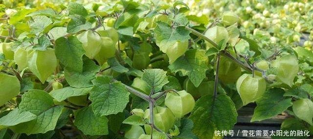 农民不种甜瓜种它，亩产5000斤，每斤20元