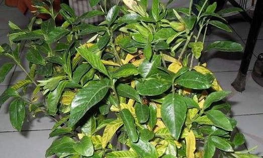  爆满■养栀子花、茉莉花这点最关键，不黄叶掉叶，开花多又香，爆满盆！