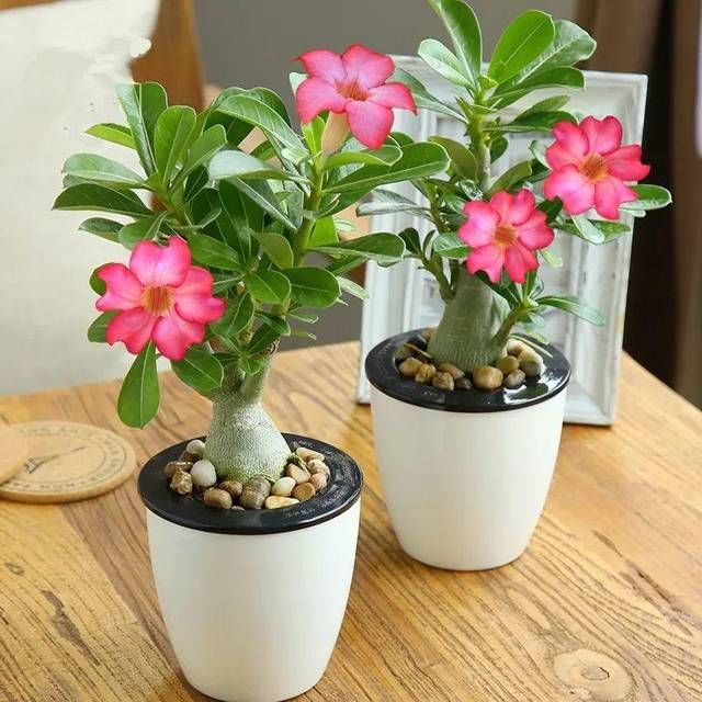  「植物适当」养花小常识，这6点要注意，教你正确养花，保持株形美观