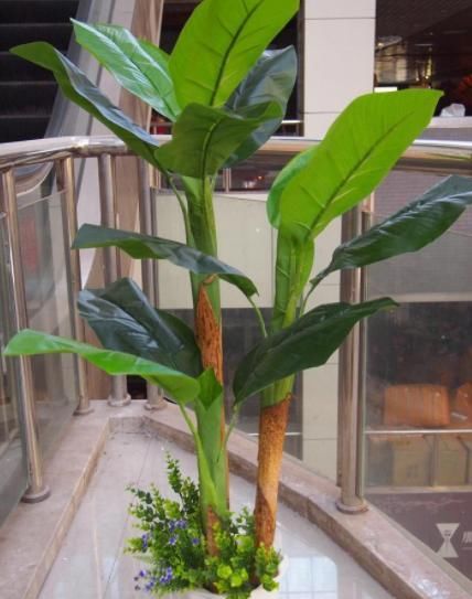 【寓意】这3类植物,寓意好,净化空气'吸'甲醛,欣赏价值高又好养