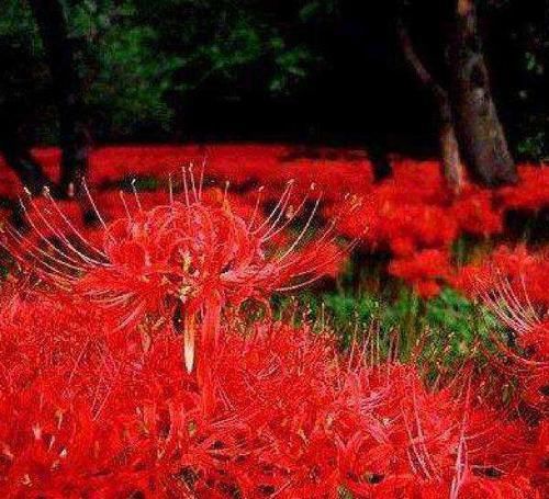  『曼珠沙华』冥界唯一的花朵——彼岸花
