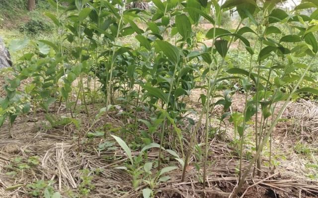  #根茎#别当它是“杂草”，殊不知1斤“20元”，地下块茎珍贵，别