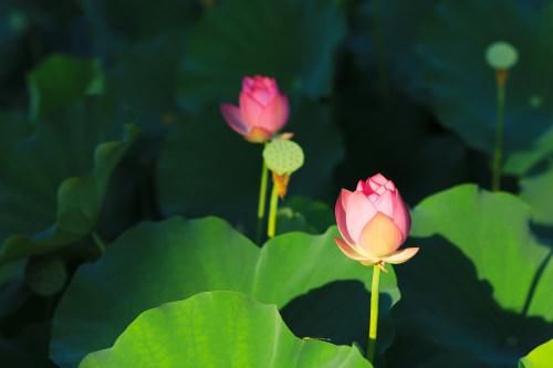  「分得清」碗莲、荷花、睡莲、一叶莲，你都分得清吗？