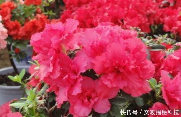  旺宅|家养“4种花”，招财、旺宅好兆头，财源滚滚来，还很好养