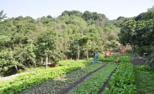  『蔬菜种植』养花种树，也栽菜！