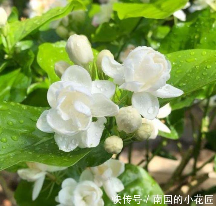  『圆滚』超好养的4种花，人人都喜欢，开花幽香暗淡，花型圆滚惹人爱