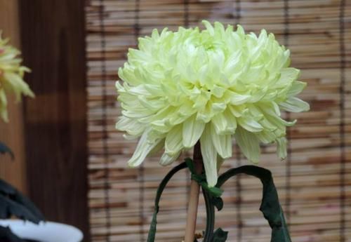 『晶莹』喜欢菊花,就养盆“菊中精品”绿牡丹,晶莹碧绿,淡雅优美