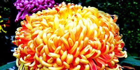  『果汁阳台』喜欢菊花，不如养盆红飞翠舞，花开如燕舞莺歌，开花不停，美极了