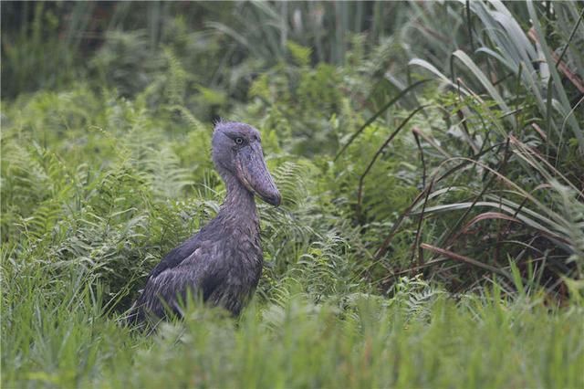 地球已进入“人类世”，再不抓紧去这些国家看鸟，也许就再也看不