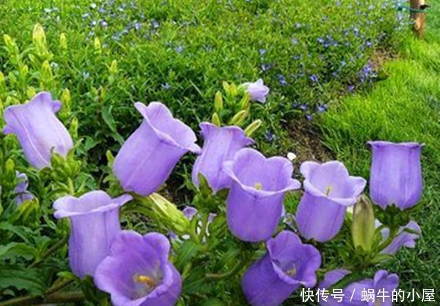  「鼠尾草」看这些花的名字，以为是野草，没想到开花后，有的优雅有的可爱