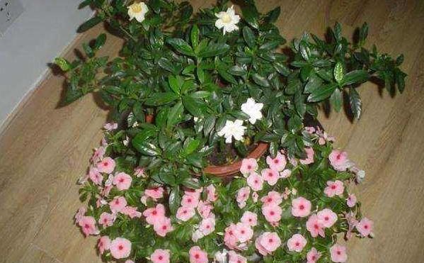  花卉植物■“精通园艺”是一种什么体验？花友：从一个坑掉进另一个坑！