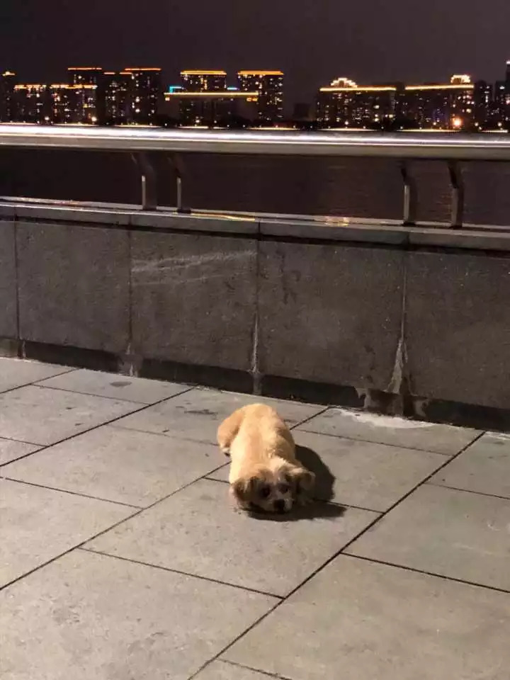 网红当街殴打孕妇！警方凌晨发布最新通报：违法行为基本查清；其