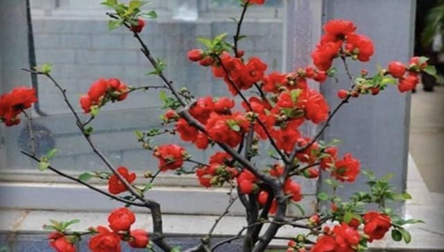  #花苞#入秋后，李大姐在家养“4种花”，个个冒出“大花苞”，花