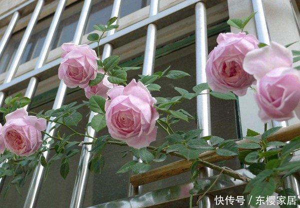  「粉色」大藤本月季自由精神，淡粉色的花朵，多季节重复开花，香味浓烈