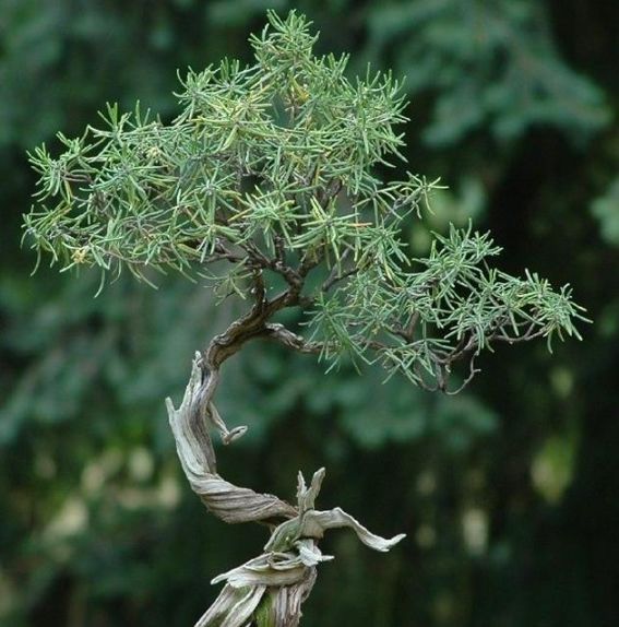 天然香料植物迷迭香，一不小心就养成了盆景，简直美爆了！