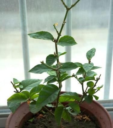  『高温』趁着高温，学会压条繁殖茉莉，可适用于多种植物，1盆变10盆