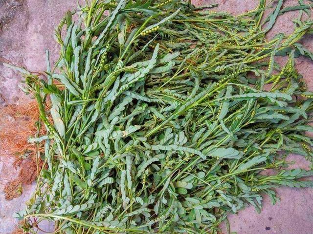 农村一种野草，对外伤有帮助，下回遇见摘一些